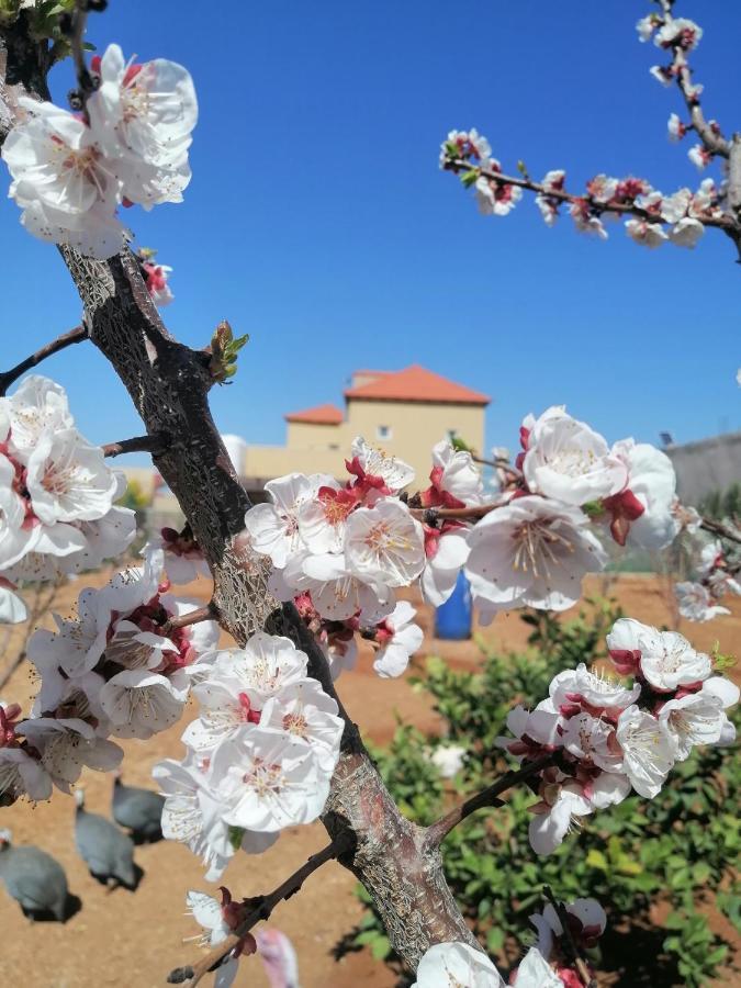 Villa Zee Madaba Zewnętrze zdjęcie